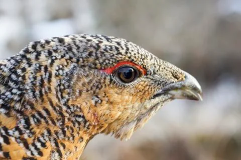 The head of a grouse close-up Foto stock