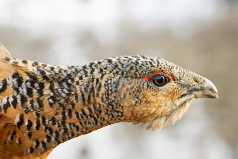 The head of a grouse close-up Foto stock