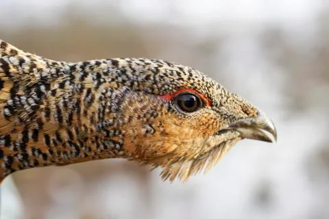 The head of a grouse close-up Stock Photos
