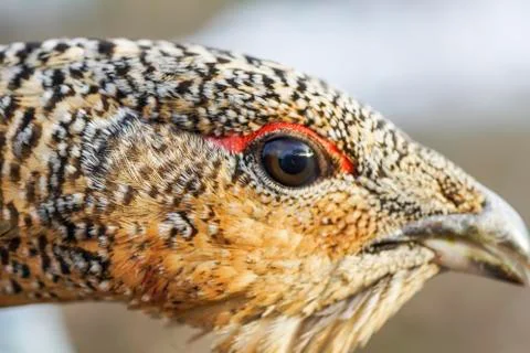 The head of a grouse close-up Stock Photos
