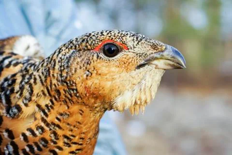 The head of a grouse close-up Stock Photos
