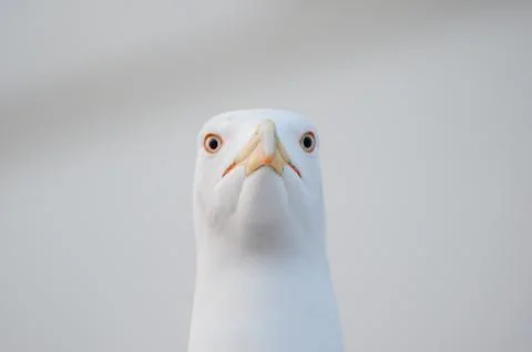 Head gull Stock Photos