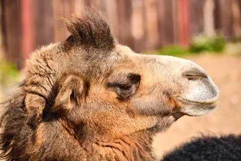 Head of a handsome camel Stock Photos