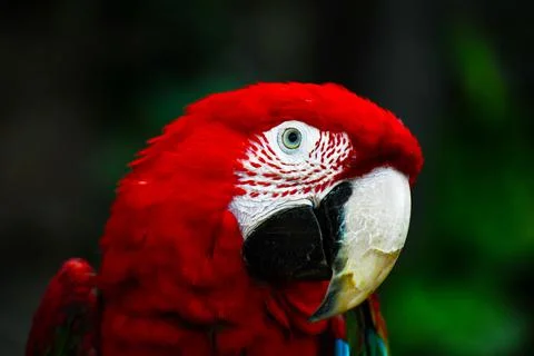Head of a handsome jungle dweller red parrot Stock Photos
