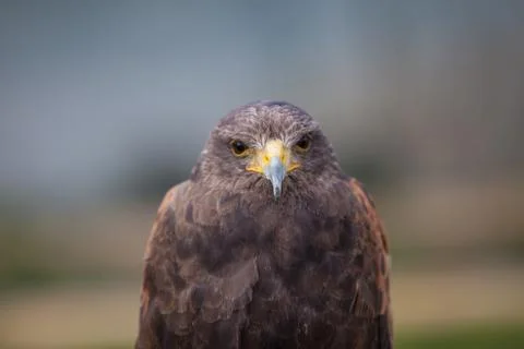 Head on harris hawk Stock Photos
