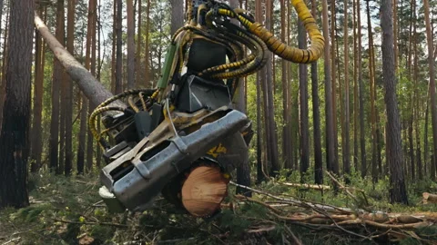 Head Of Harvesting Equipment Processing Fallen Tree Trunk With Heavy Chainsaw Stock Footage 243102592