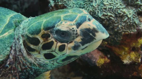 Head of hawks bill turtle, red sea, sudan Stock Footage 42987652