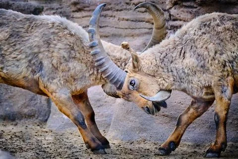 Head-to-Head Combat Between Two Male Rams Showcasing Strength and Dominance Stock Photos