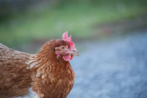 The head of the hen Stockfoto's