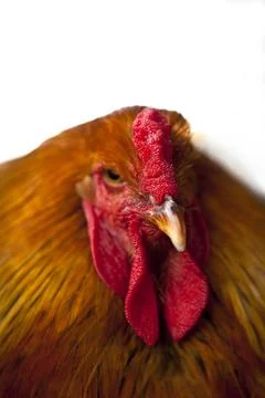 Head of hen Stock Photos
