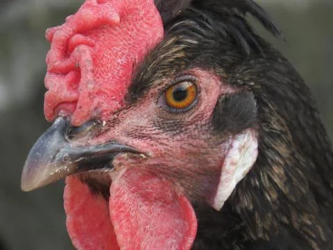 The head of a hen Stockfoto's