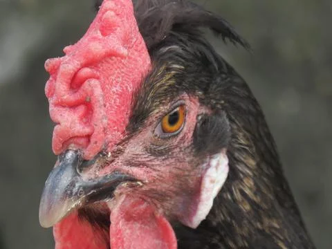 The head of a hen Stockfoto's