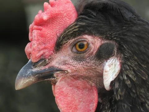 The head of a hen Stock Photos
