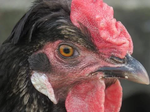 The head of a hen Photos