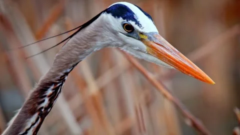 Head of heron Stock Footage 270447601