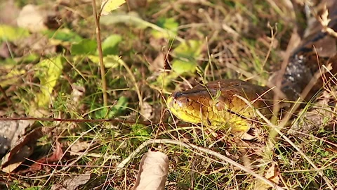 Head of the hidden Python 動画素材 145548048