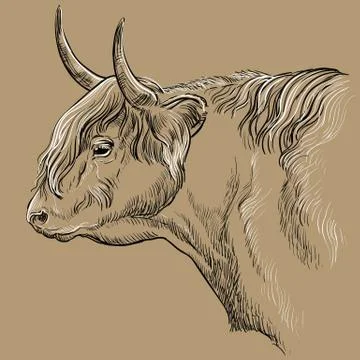 Head of Highland cattle profile vector illustration Stock Illustration