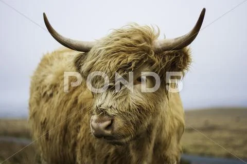 Head of a highland cow Stock Photos