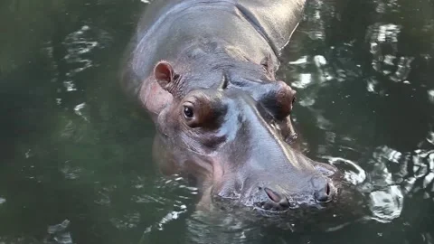 Head of a hippopotamus, close-up Stock Footage 141390548