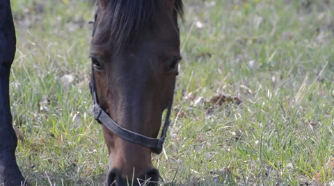 Head of horse by CU Video stock 36763789