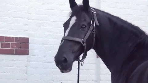 Head of the horse Stock Footage 82966651