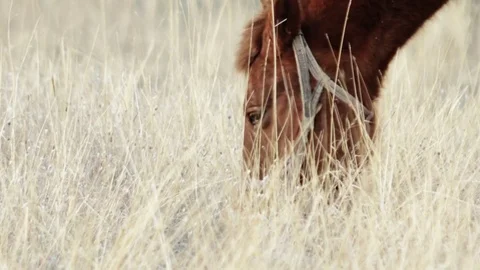 The head of a horse harnesses the grass Stock Footage 79410071