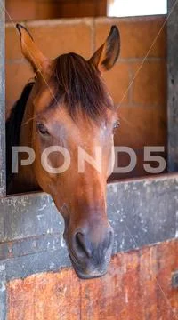 Head of horse looking over the stable doors, portrait of brown horse. Stock Photos