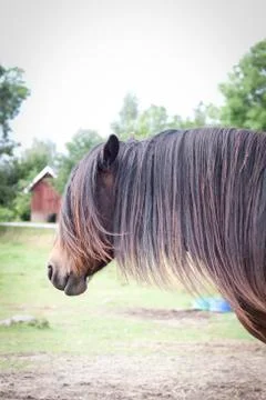 Head of horse Stock Photos