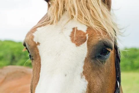 The head of a horse. Foto stock