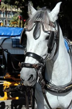 Head of horse Stock Photos