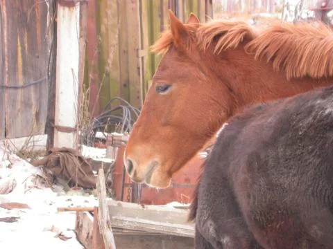 Head of horse Stock Photos