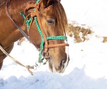 Of the head of a horse Stock Photos