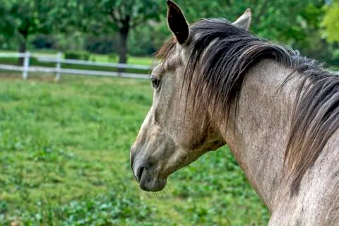 The head of a horse Stock Photos