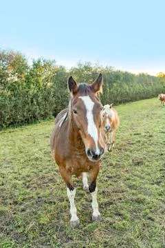 Head of horse Stock Photos
