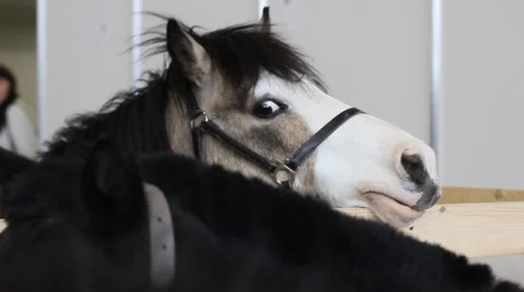 Head of a horse, pony Stock Footage 4724872