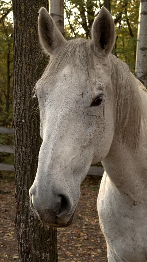 Head of a horse resting in a paddock. Video stock 291697954