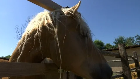 The head of a horse shot from below Stock Footage 116489311