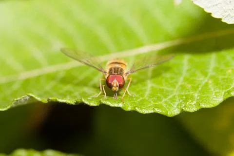 Head on hoverfly Stock Photos
