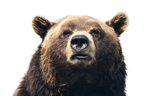 Head of a huge bear close-up on white background 写真素材