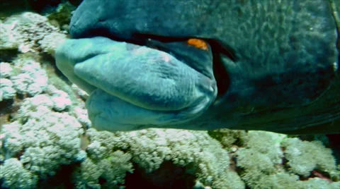 Head of huge tropical fish Video stock 42988128