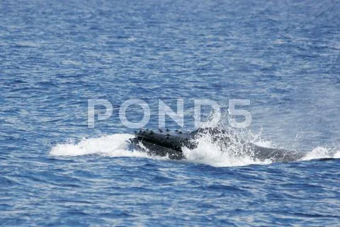 Head of Humpback whale Stock Photos