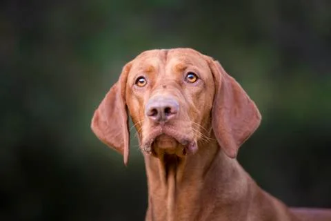 Head of hungarian hound dog Stock Photos