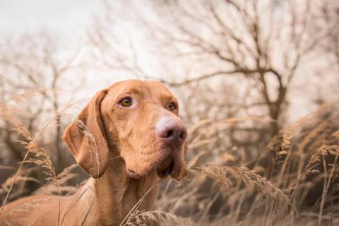 Head of hungarian pointer dog in winter field 库存照片
