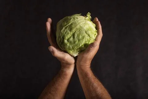 A head of iceberg lettuce held between a man's hands Stock Photos