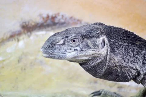 Head of an Iguana in close-up Stock Photos