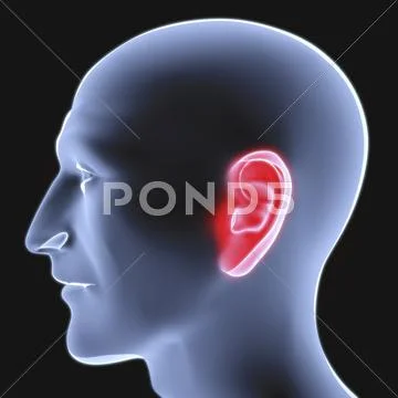Head Stock Illustration