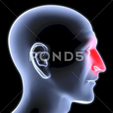 Head Stock Illustration