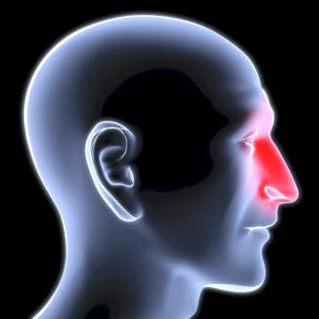 Head Иллюстрация