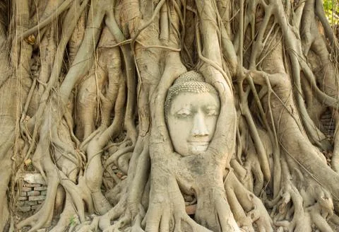 Head image buddha in tree 库存照片