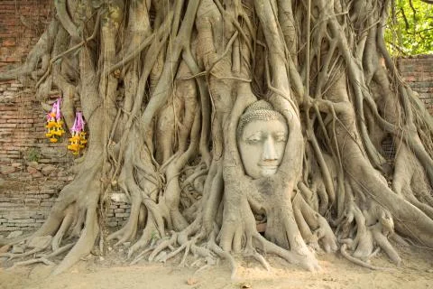 Head image buddha in tree 库存照片